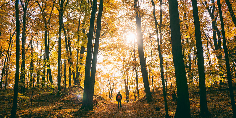 hiking through the trees