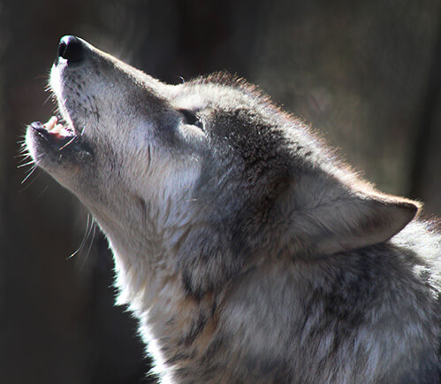 howling wolf